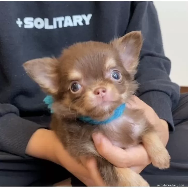 ID：2501-03538の子犬