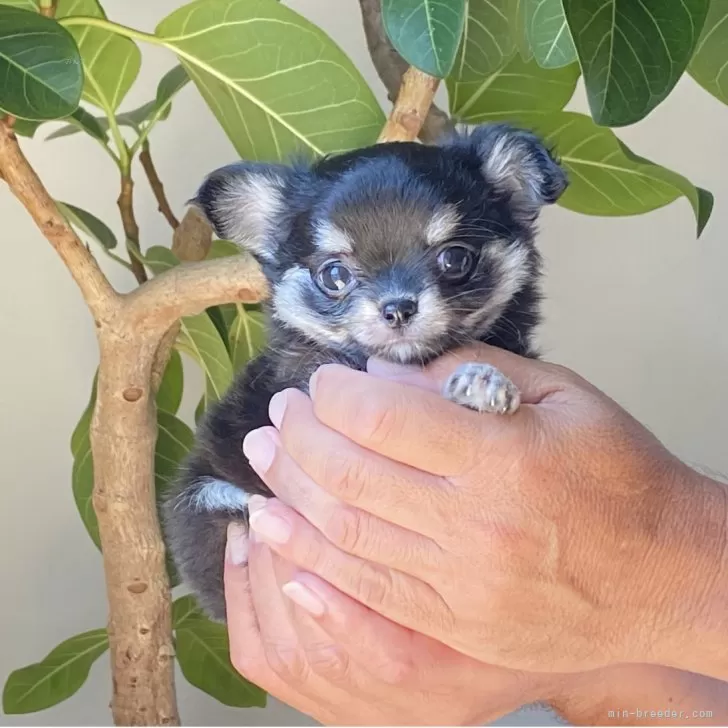 ID：2508-06031の子犬