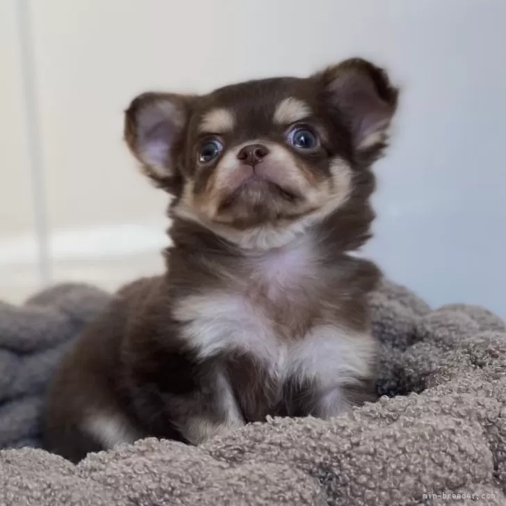 ID:2411-02796の子犬