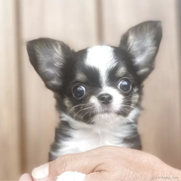 ID：2504-05494の子犬