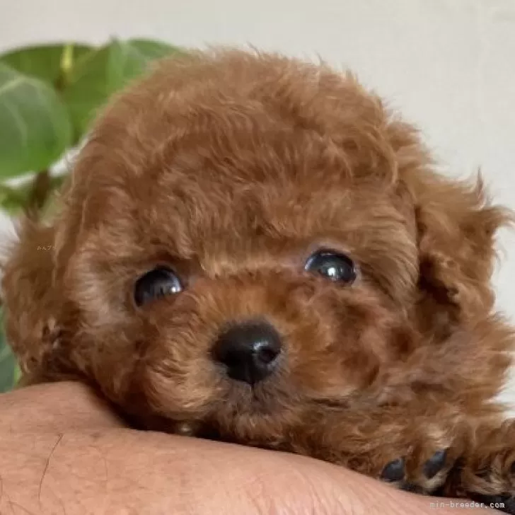 M.O 様のお迎えした子犬