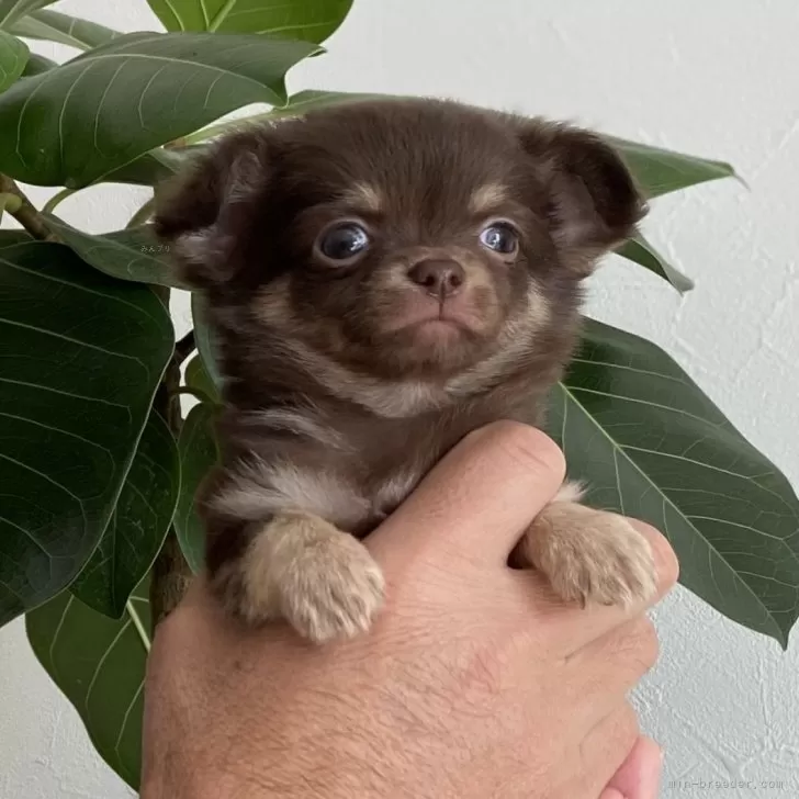 ID:2411-01436の子犬