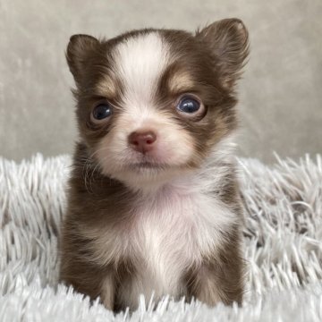 チワワ(ロング)【静岡県・男の子・2025年10月5日・チョコタン&ホワイト】の写真「💛派手なカラーの男の子💛」