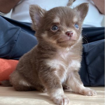 チワワ(ロング)【静岡県・女の子・2025年10月5日・チョコタン】の写真「🩷まったり癒し系の女の子🩷」