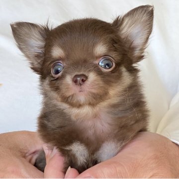 チワワ(ロング)【静岡県・男の子・2025年10月5日・チョコタン】の写真「🩵🤍外人さんの様な綺麗な✨目の男の子🤍🩵」