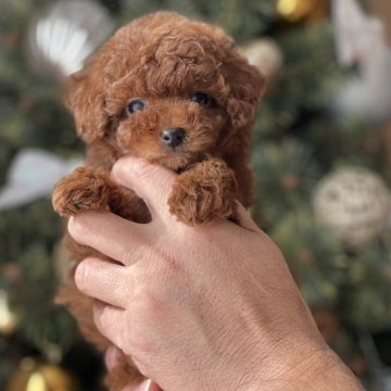 トイプードル(タイニー)【静岡県・女の子・2024年10月26日・レッド】の写真「可愛い💕女の子」