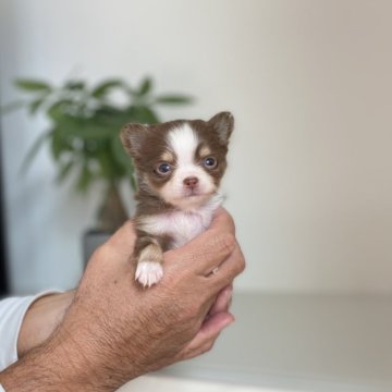 チワワ(ロング)【静岡県・男の子・2025年10月5日・チョコタン&ホワイト】の写真「💛派手なカラーの男の子💛」