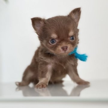 チワワ(ロング)【静岡県・男の子・2025年10月5日・チョコタン】の写真「🤎兄妹で一番ちーっちゃな男の子🤎」