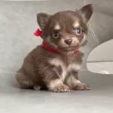 チワワ(ロング)