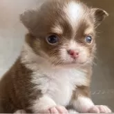 チワワ(ロング)