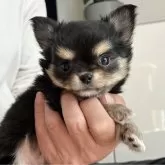 チワワ(ロング)