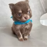 チワワ(ロング)