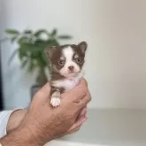 チワワ(ロング)【静岡県・男の子・2025年10月5日・チョコタン&ホワイト】の写真1