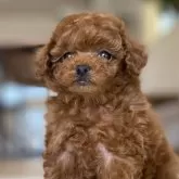 タイニープードル【静岡県・女の子・2025年1月14日・レッド】の写真1