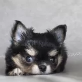 チワワ(ロング)