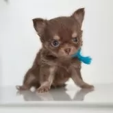 チワワ(ロング)