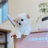 チワワ(ロング)【静岡県・女の子・2025年4月5日・クリーム&ホワイト】の写真2