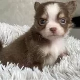 チワワ(ロング)【静岡県・男の子・2025年10月5日・チョコタン&ホワイト】の写真3