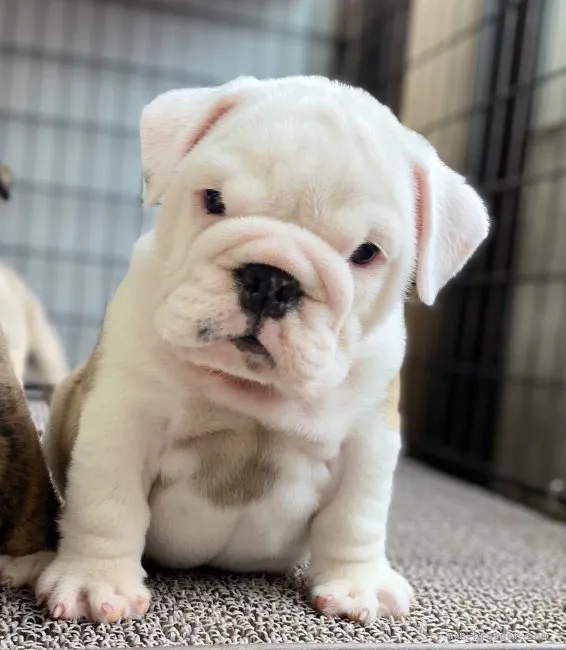 ID：2109-00050の子犬