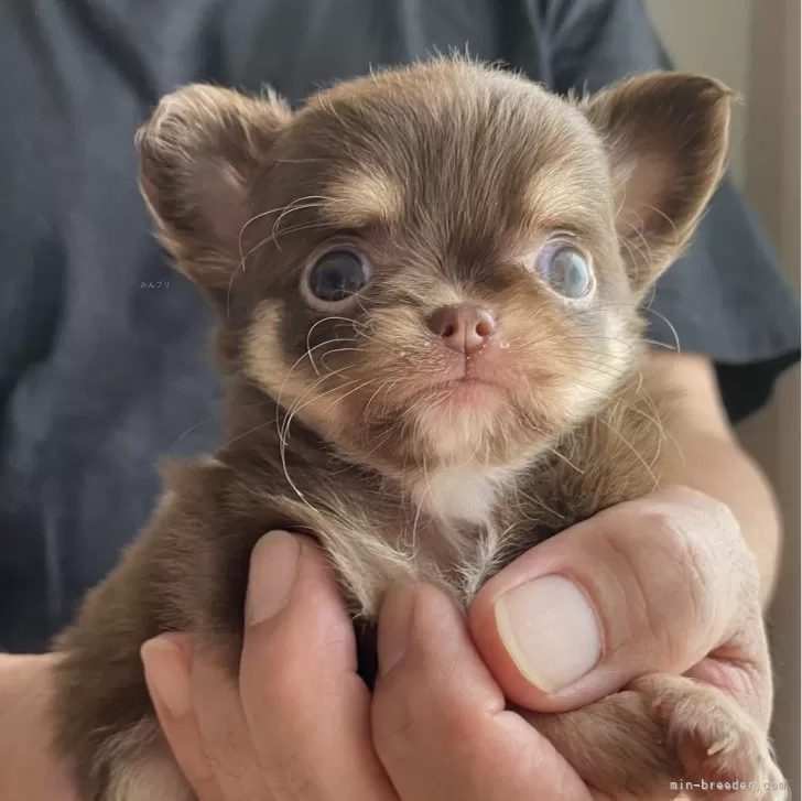 ID:2407-02926の子犬