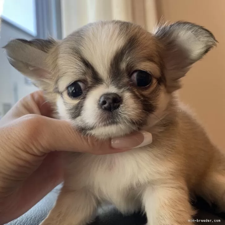 ID:2408-08355の子犬