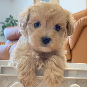 マルプー(マルチーズ×トイプードル)【静岡県・女の子・2024年2月2日・アプリコット&ホワイト】の写真「🧡マイペースな姫ちゃん🧡」