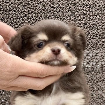チワワ(ロング)【静岡県・女の子・2023年10月15日・チョコタン】の写真「🎄✨クリスマスキャンペーン✨🎄」