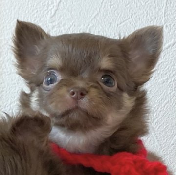 チワワ(ロング)【静岡県・女の子・2023年11月16日・チョコタン】の写真「🩷顔がちっちゃなキュートなお嬢ちゃま🩷」