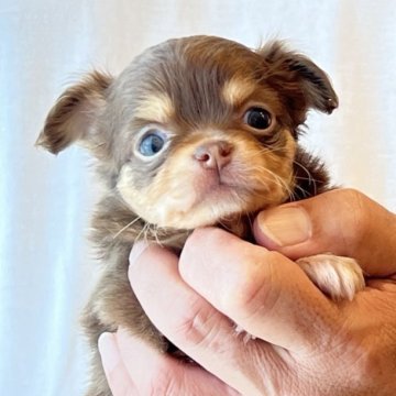 チワワ(ロング)【静岡県・女の子・2023年7月1日・チョコタン】の写真「❤️可愛い子ちゃん❤️」