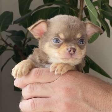 チワワ(ロング)【静岡県・男の子・2023年12月29日・チョコタン】の写真「バレンタイン💘キャンペーン」