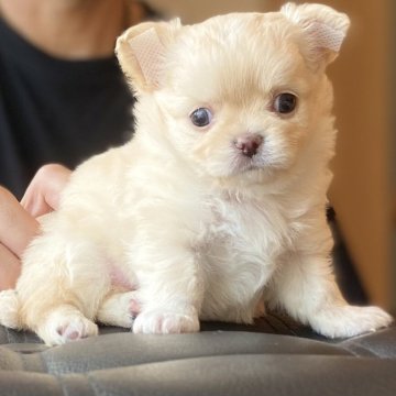 チワワ(ロング)【静岡県・男の子・2024年8月1日・クリーム&ホワイト】の写真「期間限定価格❣️です」