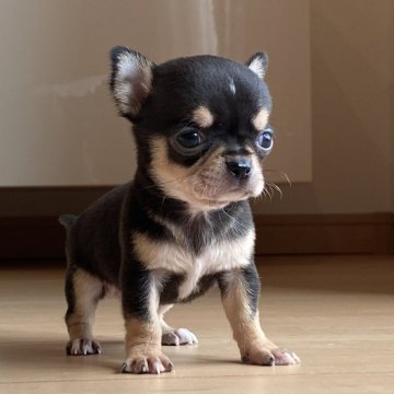 チワワ(スムース)【静岡県・男の子・2024年7月30日・ブラックタン】の写真「ちーっちゃなスムチー天使💋」