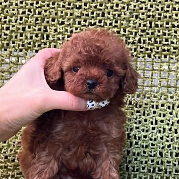 トイプードル(タイニー)【静岡県・男の子・2023年10月6日・レッド】の写真「🩵濃いレッドの男の子🩵」