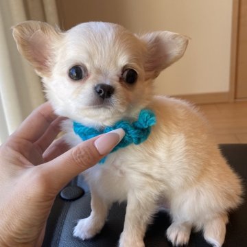 チワワ(ロング)【静岡県・男の子・2024年7月29日・クリーム&ホワイト】の写真「甘えん坊な男の子🩵」