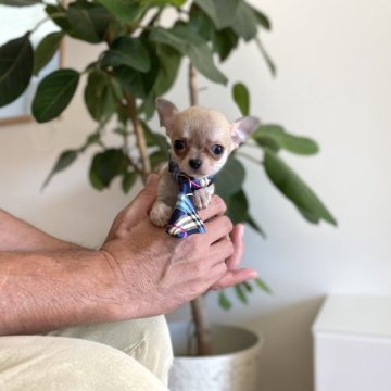 チワワ(スムース)【静岡県・男の子・2024年8月14日・レッド】の写真「💛ちっちゃな男の子💛」