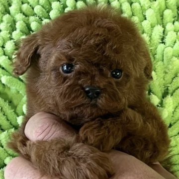 トイプードル(タイニー)【静岡県・男の子・2023年10月6日・レッド】の写真「真っ赤なレッドの男の子」