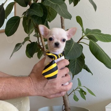 チワワ(スムース)【静岡県・女の子・2024年7月30日・クリーム】の写真「ちっちゃな女の子💋」