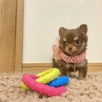 チワワ(ロング)【静岡県・女の子・2023年12月2日・チョコタン】の写真「🩷」