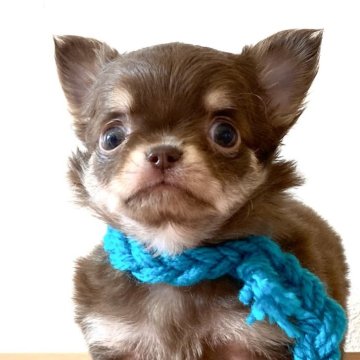 チワワ(ロング)【静岡県・男の子・2023年11月16日・チョコタン】の写真「💚会いに来てねッ💚」