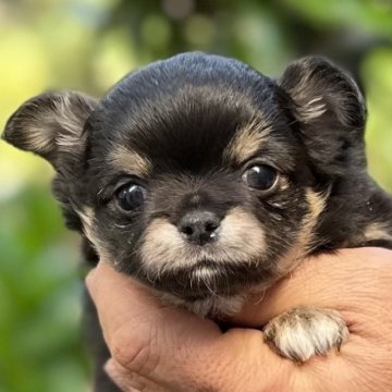 チワワ(ロング)【静岡県・男の子・2023年2月24日・ブラックタン】の写真「💜イケメンくん💜」