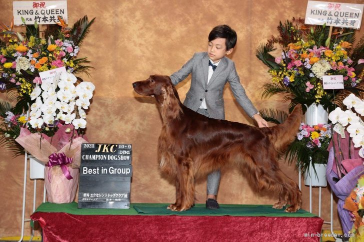 田中　友也(たなか　ともや)ブリーダー(群馬県・チワワ(ロング)など・JKC登録)の紹介写真1