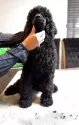 スタンダードプードル【群馬県・女の子・2025年7月11日・ブラック】の写真10