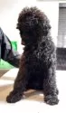 スタンダードプードル【群馬県・女の子・2025年7月11日・ブラック】の写真12