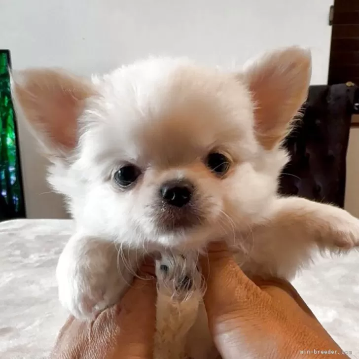ID:2508-07988の子犬