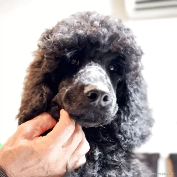 スタンダードプードル【群馬県・女の子・2025年7月11日・ブラック】の写真1