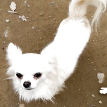 チワワ(ロング)【群馬県・男の子・2024年2月19日・クリーム ホワイト】の写真「かわいいお顔の男の子」