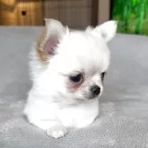 チワワ(ロング)