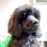 スタンダードプードル