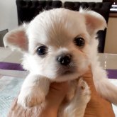 チワワ(ロング)