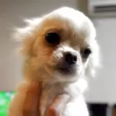 チワワ(ロング)